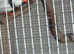 Zebra finches