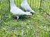 Racing pigeons