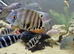 Various cichlids