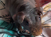 Skinny pig  females available.
