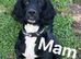 2 beautiful cocker spaniel puppies (boys).