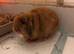 3 rabbits for sale