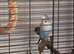 Lonely female budgie looking for a new home