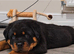 Exceptional Rottweiler Puppies - ADRK & Dr Timmitor Bloodlines