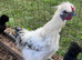 Silkie Chickens for sale