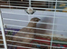 Available 7 week old MALE Rarer Colour pale grey and beige with white/grey/yellow face markings for £3