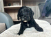 Cockapoo puppies looking for loving home