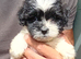 Tiny Jackapooshih pups available
