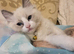 Last beautiful ragdoll