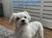 Maltipoo's 1 boy 1 girl left, rare coloured faces