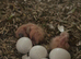 Fischer lovebirds For handfeed