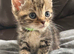 2 female American shorthair