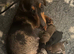 Dachshund x pomerian