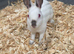 Young Himalayan buck Rabbits