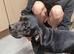 Female frenchie x cocker spaniel