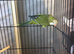 Bonded pair of Quakers