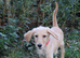 F2 Labradoodles puppies. 2 boys remaining price reduced