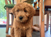 F1 medium sized Goldendoodle