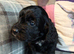 Gorgeous Cockapoo Puppies