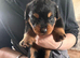 Chunky traditional Rottweiler pups