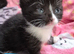 Beautiful girl kitten. Ready to go to forever home