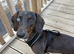 Dachshund cross spaniel