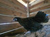 x4 Small Mix breed Chickens