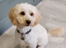 Cavapoo 10 months old.