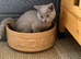 READY Stunning BSH kittens READY NOW