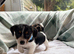 Jack rustle terrier