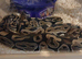 Female ball python called Bonnie