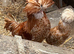 Padovana & Silkie x