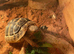 Tortoise
