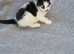 13 week old kittens