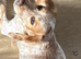 Merle cockapoo