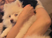 2 beautiful poms