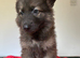 German shepherd puppies