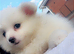 Pomeranian pups