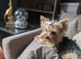 TEACUP TINY yorkie puppies charting 1.5-1.8kg