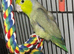 Male parrotlet, lovely little bird with cage