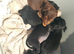 Patterdale x jack Russell