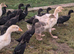 West of England cross goslings