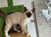 Gorgeous Ragamese Boy-Ready To Leave