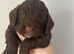 F1 cockapoo