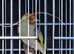 Siberian goldfinch