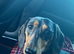 2 Dachshunds