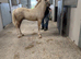 Palomino Section C Colt