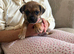 Jug puppies
