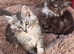 Maine Doll kittens Maine Coon x Ragdoll