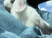 Baby mini lop